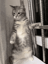 slay cat dancing gif