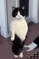 slay cat dancing gif